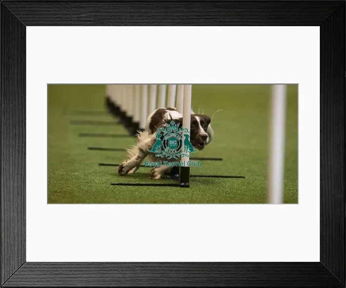 Framed Print : Crufts 2016 Framed Print : Crufts 2016