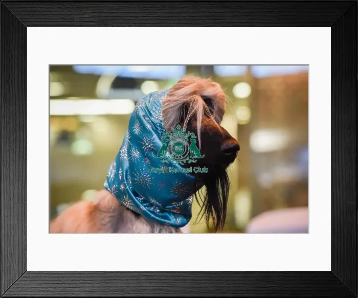 Framed Print : Crufts 2016 Framed Print : Crufts 2016