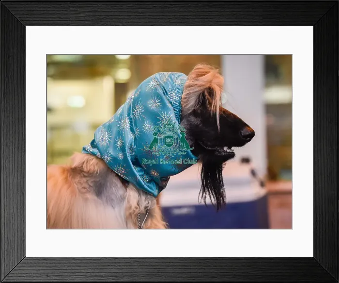Framed Print : Crufts 2016 Framed Print : Crufts 2016