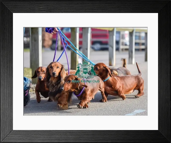 Framed Print : Crufts 2016 Framed Print : Crufts 2016