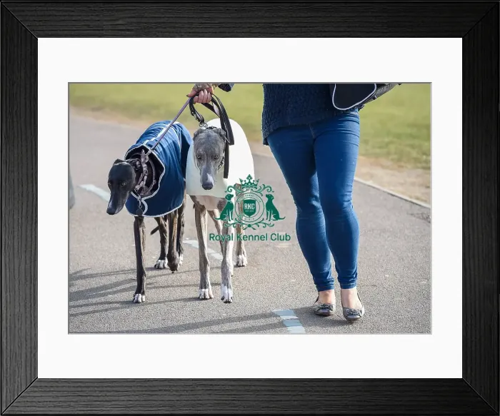 Framed Print : Crufts 2016 Framed Print : Crufts 2016