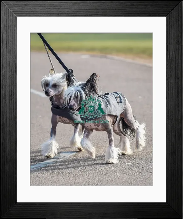 Framed Print : Crufts 2016 Framed Print : Crufts 2016