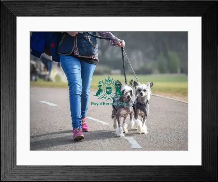 Framed Print : Crufts 2016 Framed Print : Crufts 2016