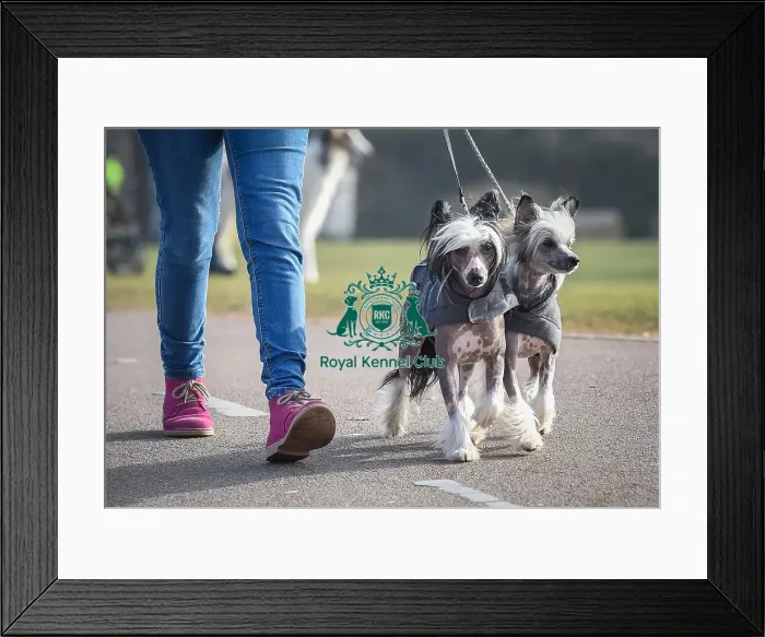 Framed Print : Crufts 2016 Framed Print : Crufts 2016