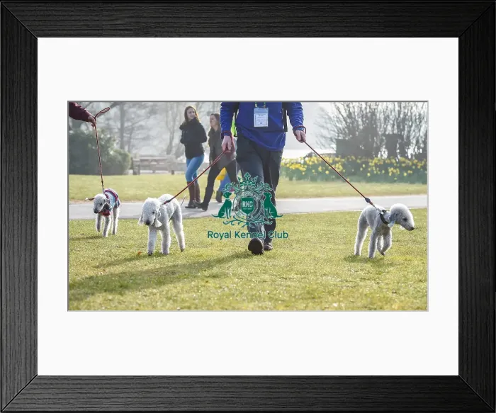 Framed Print : Crufts 2016 Framed Print : Crufts 2016
