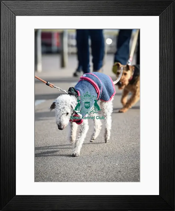 Framed Print : Crufts 2016 Framed Print : Crufts 2016