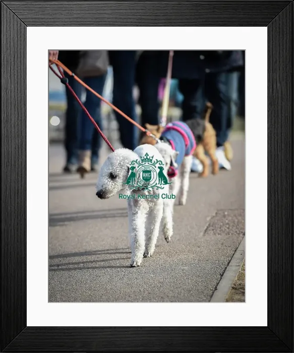 Framed Print : Crufts 2016 Framed Print : Crufts 2016