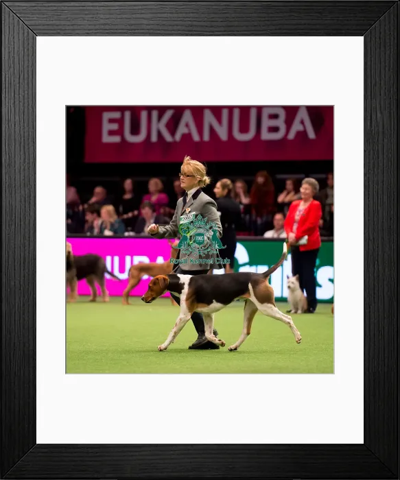 Framed Print : Hound Group judging