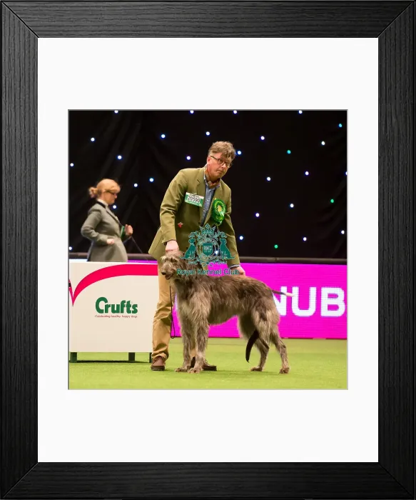Framed Print : Hound Group judging Framed Print : Hound Group judging