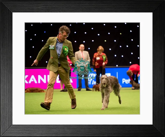 Framed Print : Hound Group judging Framed Print : Hound Group judging