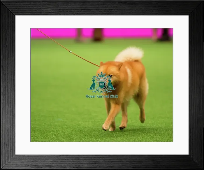 Framed Print : Hound Group judging
