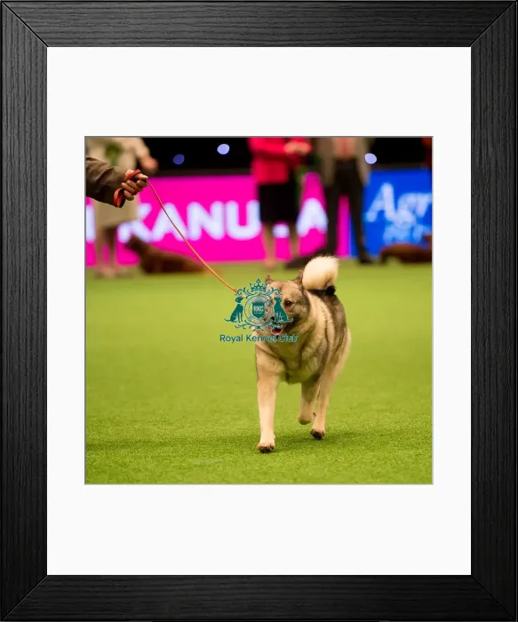 Framed Print : Hound Group judging Framed Print : Hound Group judging
