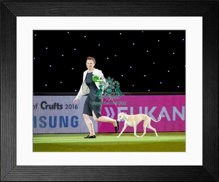 Framed Print : Hound Group judging Hound Group - winner Framed Print : Hound Group judging Hound Group - winner