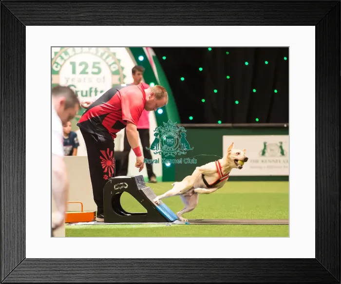 Framed Print : Flyball final