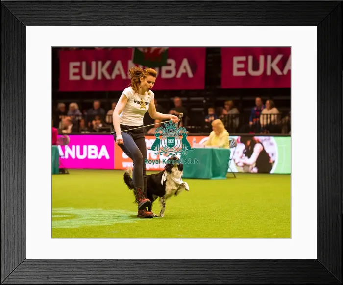 Framed Print : Heelwork to Musiv AC / DC Handler Irena IAatvankova and border collie, Mystic Layla Framed Print : Heelwork to Musiv AC / DC Handler Irena IAatvankova and border collie, Mystic Layla