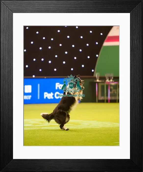 Framed Print : Heelwork to Musiv AC / DC Handler Irena IAatvankova and border collie, Mystic Layla Framed Print : Heelwork to Musiv AC / DC Handler Irena IAatvankova and border collie, Mystic Layla