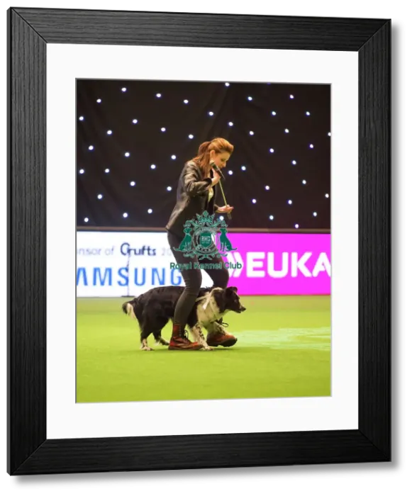 Framed Print : Heelwork to Musiv AC / DC Handler Irena IAatvankova and border collie, Mystic Layla Framed Print : Heelwork to Musiv AC / DC Handler Irena IAatvankova and border collie, Mystic Layla