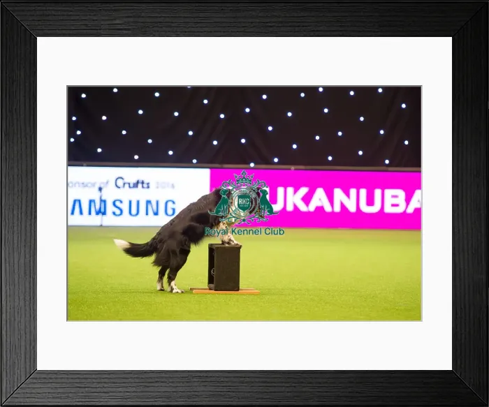 Framed Print : Heelwork to Musiv AC / DC Handler Irena IAatvankova and border collie, Mystic Layla Framed Print : Heelwork to Musiv AC / DC Handler Irena IAatvankova and border collie, Mystic Layla