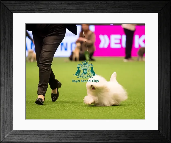 Framed Print : judging of Toy Group Framed Print : judging of Toy Group