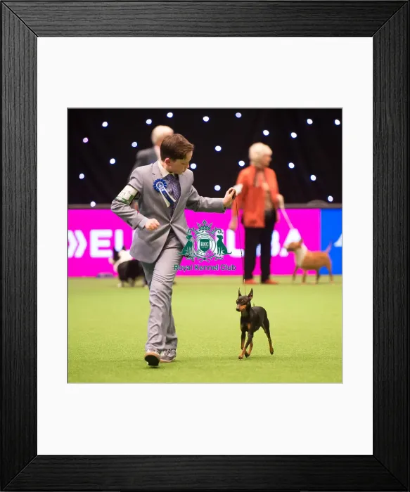 Framed Print : KC Vulnerable Breeds competition Framed Print : KC Vulnerable Breeds competition