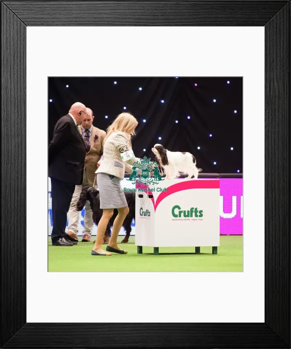 Framed Print : KC Vulnerable Breeds competition Framed Print : KC Vulnerable Breeds competition