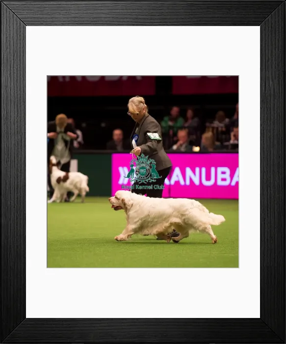 Framed Print : KC Vulnerable Breeds competition Framed Print : KC Vulnerable Breeds competition