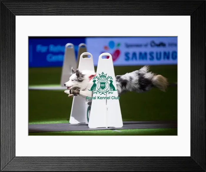 Framed Print : Flyball Framed Print : Flyball