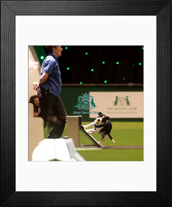 Framed Print : Flyball Framed Print : Flyball