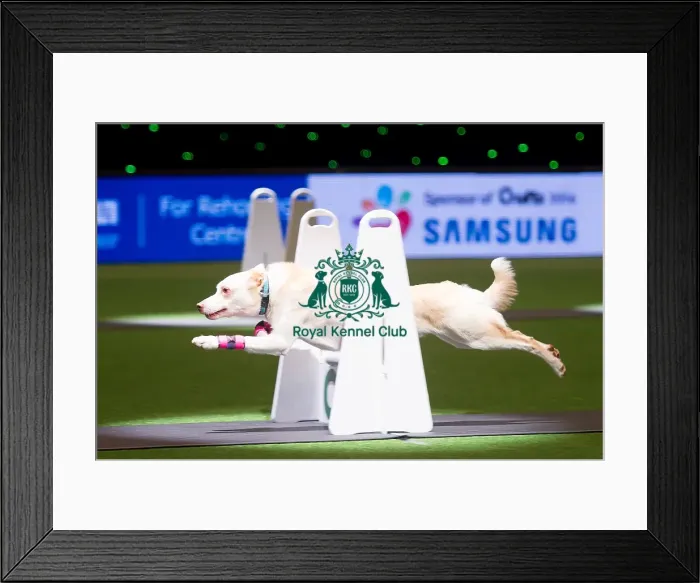 Framed Print : Flyball Framed Print : Flyball