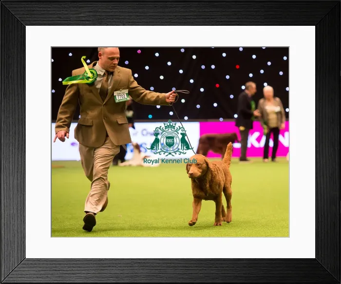 Framed Print : Gundog Group Framed Print : Gundog Group