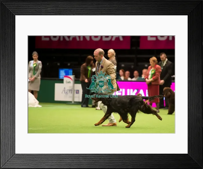 Framed Print : Gundog Group - winner Framed Print : Gundog Group - winner