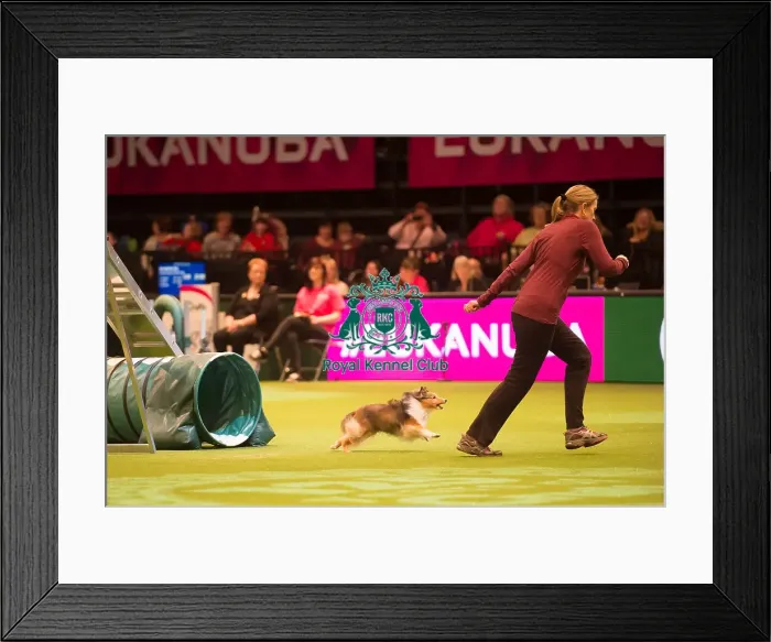 Framed Print : Agility Singles Heatss  /  M  /  L