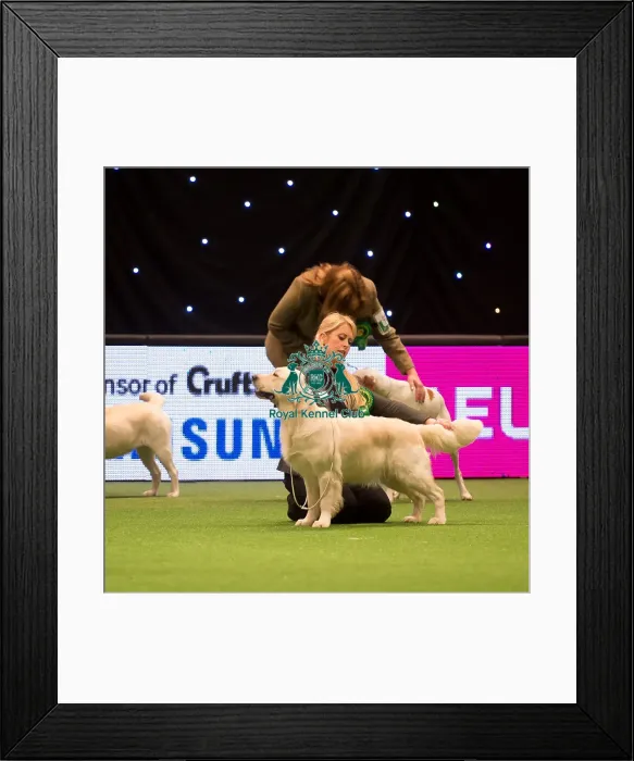 Framed Print : Gundog Group