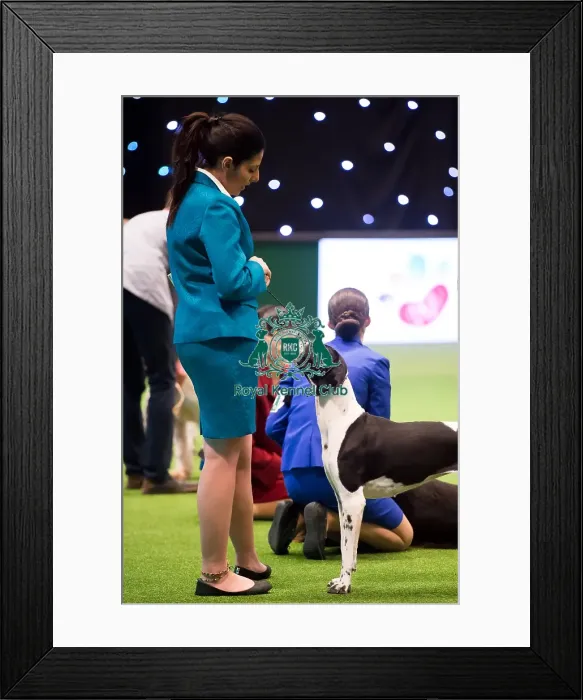 Framed Print : International Junior Handling Competition Framed Print : International Junior Handling Competition