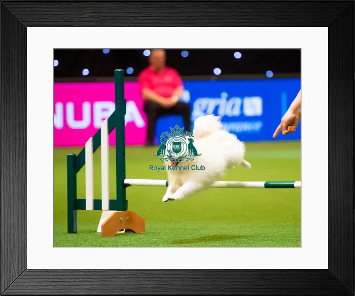 Framed Print : Agility teams - small