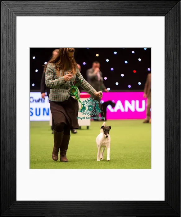 Framed Print : Terrier Group