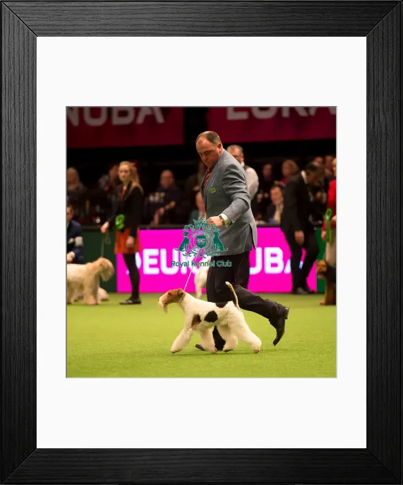Framed Print : Terrier Group