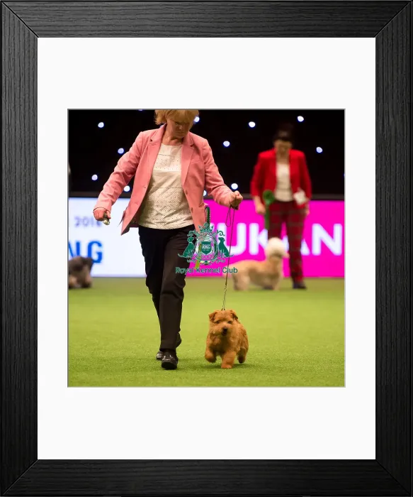 Framed Print : Terrier Group Framed Print : Terrier Group