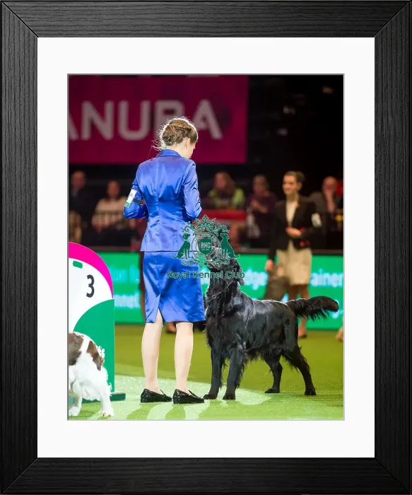 Framed Print : International Junior Handling Competition