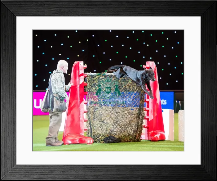 Framed Print : Gundog Display - Kipperidge Gundogs Framed Print : Gundog Display - Kipperidge Gundogs