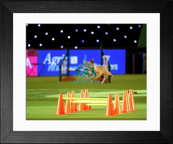 Framed Print : Staffordshire Bull Terrier display Framed Print : Staffordshire Bull Terrier display