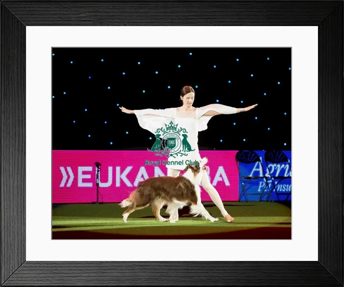 Framed Print : Winner of Heelwork to Music competition Framed Print : Winner of Heelwork to Music competition