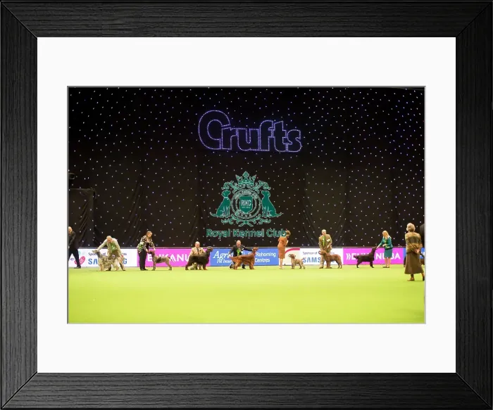 Framed Print : Gundog group judging Framed Print : Gundog group judging