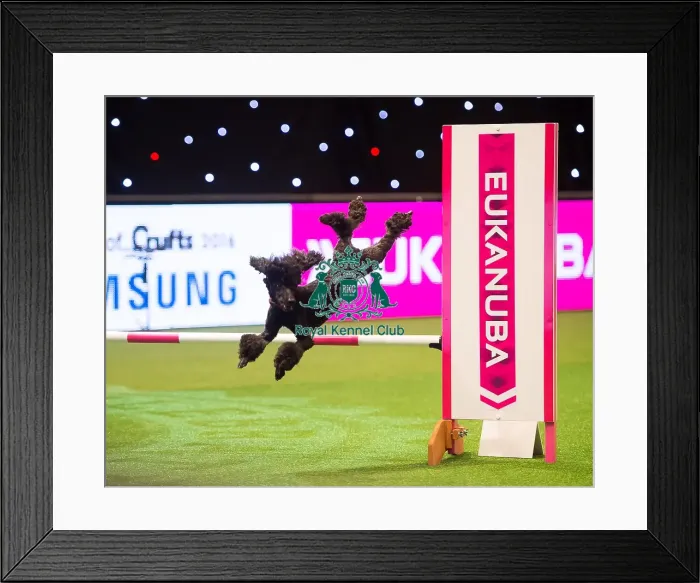 Framed Print : Flying Poodle