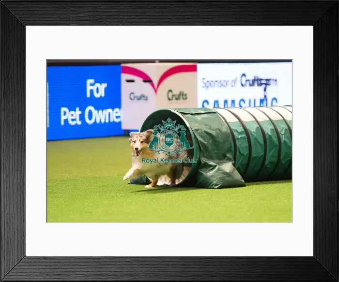 Framed Print : Crufts team - Medium Final Framed Print : Crufts team - Medium Final