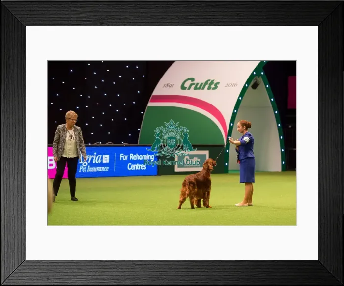 Framed Print : International Junior Handling Competition winner
