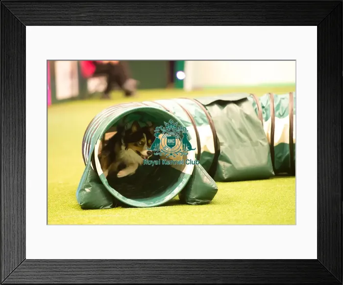 Framed Print : International Invitation - Large - Agility