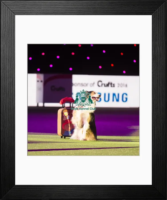 Framed Print : Winner - Heelwork to Music Freestyle International Competition Framed Print : Winner - Heelwork to Music Freestyle International Competition