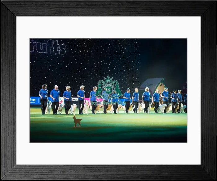 Framed Print : Golden Retriever Display