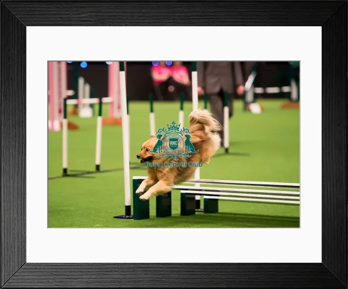 Framed Print : KC Novice Cup Framed Print : KC Novice Cup